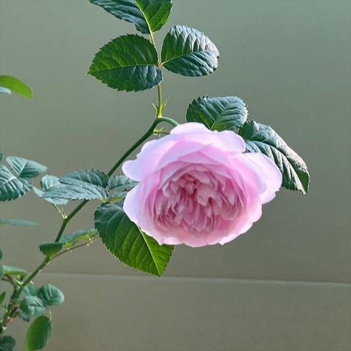 予約販売 バラ苗 バラ新苗 ArtRose. カレン 薔薇 ばら 送料無料 国産苗