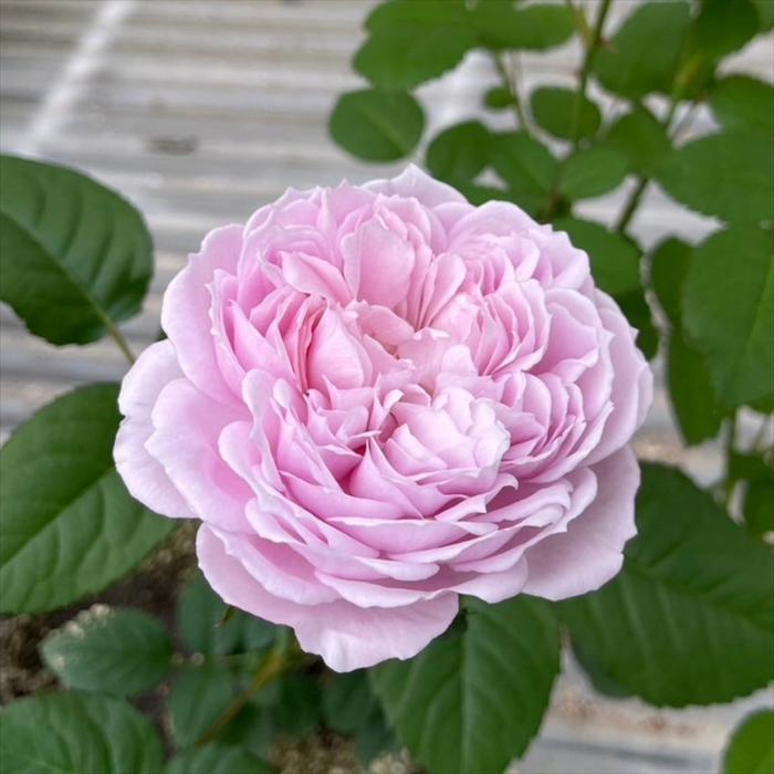 予約販売 バラ苗 バラ新苗 ArtRose. カレン 薔薇 ばら 送料無料