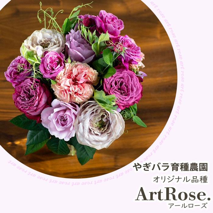 予約販売 バラ苗 バラ新苗 ArtRose. カレン 薔薇 ばら 送料無料 国産苗