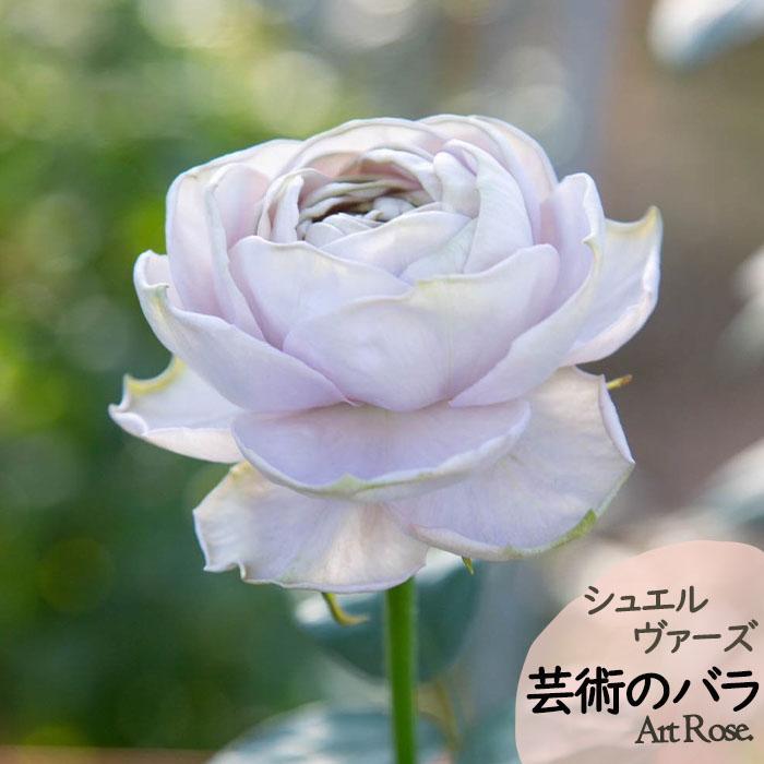 ♡NIINA様♡ご予約　バラ苗 ♡NIINA様♡ご予約 バラ苗