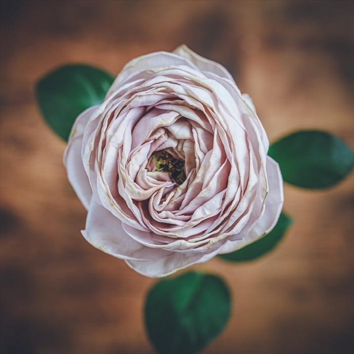 予約販売 バラ苗 バラ新苗 ArtRose. シュエルヴァーズ 薔薇 ばら 送料