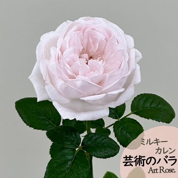 予約販売 バラ苗 バラ新苗 ArtRose. ミルキーカレン 薔薇 ばら 送料