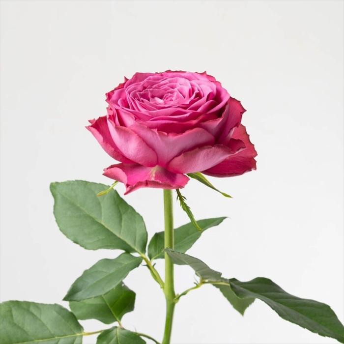 予約販売 バラ苗 バラ新苗 ArtRose. ヤギパープル 薔薇 ばら 送料無料
