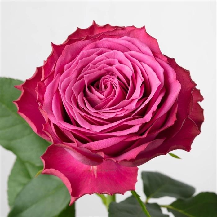 予約販売 バラ苗 バラ新苗 ArtRose. ヤギパープル 薔薇 ばら 予約販売 バラ苗 バラ新苗 ArtRose. ヤギパープル 薔薇 ばら