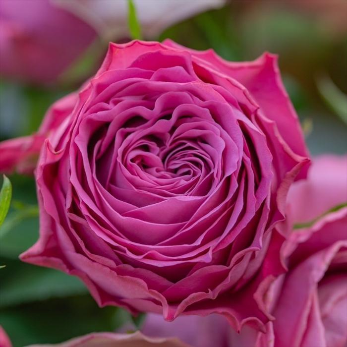 予約販売 バラ苗 バラ新苗 ArtRose. ヤギパープル 薔薇 ばら 送料無料