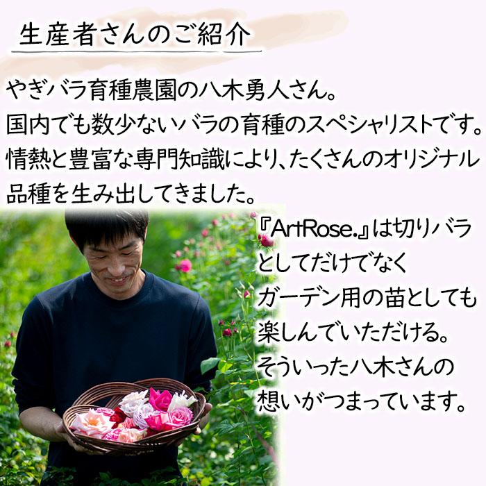 予約販売 バラ苗 バラ新苗 ArtRose. ヤギパープル 薔薇 ばら 送料無料