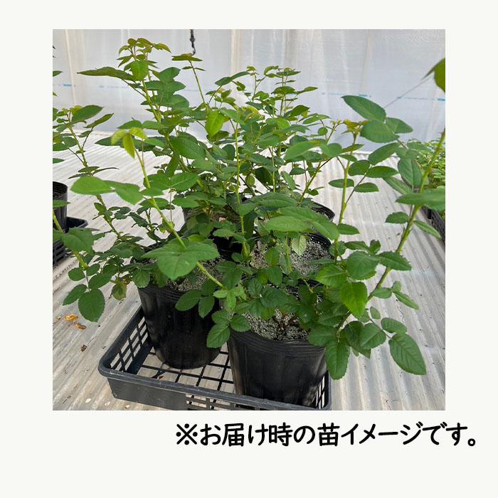予約販売 バラ苗 バラ新苗 ArtRose. ヤギパープル 薔薇 ばら 送料無料