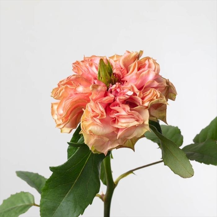 予約販売 バラ苗 バラ新苗 ArtRose. ラロック 薔薇 ばら 送料無料 国産