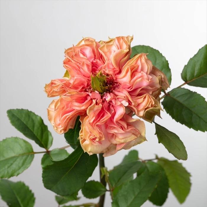 予約販売 バラ苗 バラ新苗 ArtRose. ラロック 薔薇 ばら 送料無料 国産
