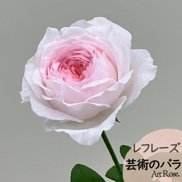 切り花品種バラ苗　レアバラ 　White Vuvuzel♡ Rose 切り花品種バラ苗 レアバラ White Vuvuzel♡ Rose 【公式通販】