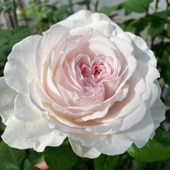 予約販売 バラ苗 バラ新苗 ArtRose. レフレーズ 薔薇 ばら 送料