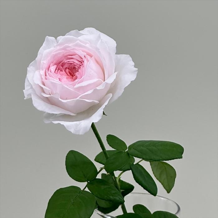 予約販売 バラ苗 バラ新苗 ArtRose. レフレーズ 薔薇 ばら 送料無料