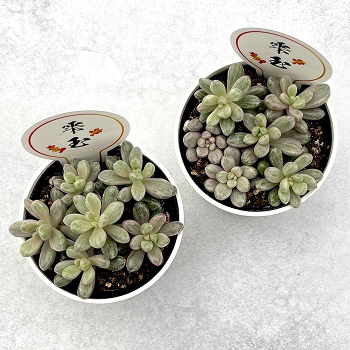 日本花キ流通 多肉植物 seセダム 雫玉 しずくだま 多肉植物 セダム