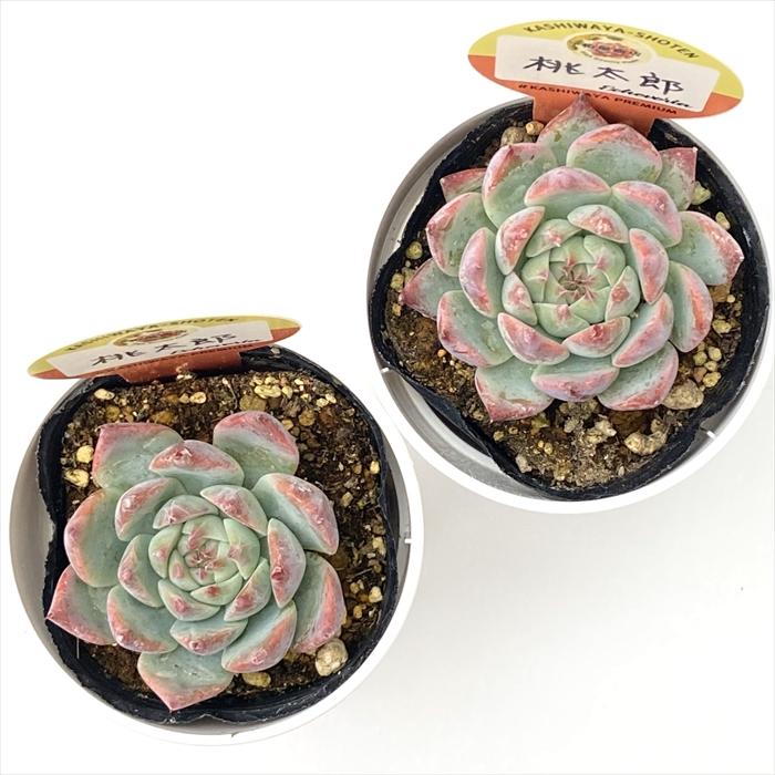 多肉植物　桃太郎　6cmポット 多肉植物】「桃太郎」！多肉植物の美しさと増やし方を徹底解説