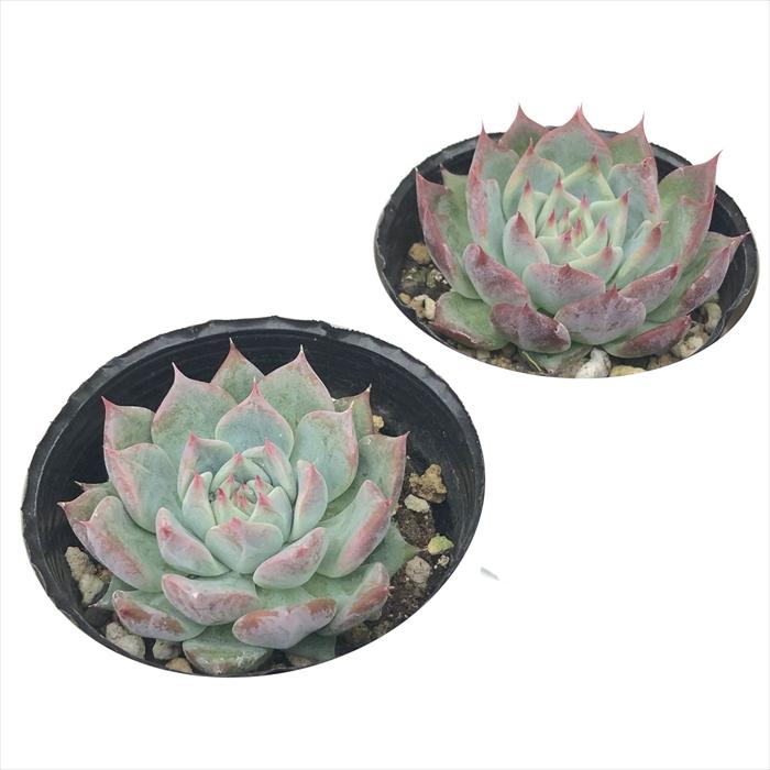 日本花キ流通 多肉植物 hxエケベリア ブランディティ×チワワエンシス