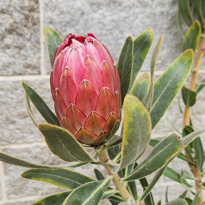 ①*:ஐ巨大なピンクの花*:ஐプロテア・苗木【スペシャルピンクアイス】苗・6号 ①*:ஐ巨大なピンクの花*:ஐプロテア・苗木【スペシャルピンク