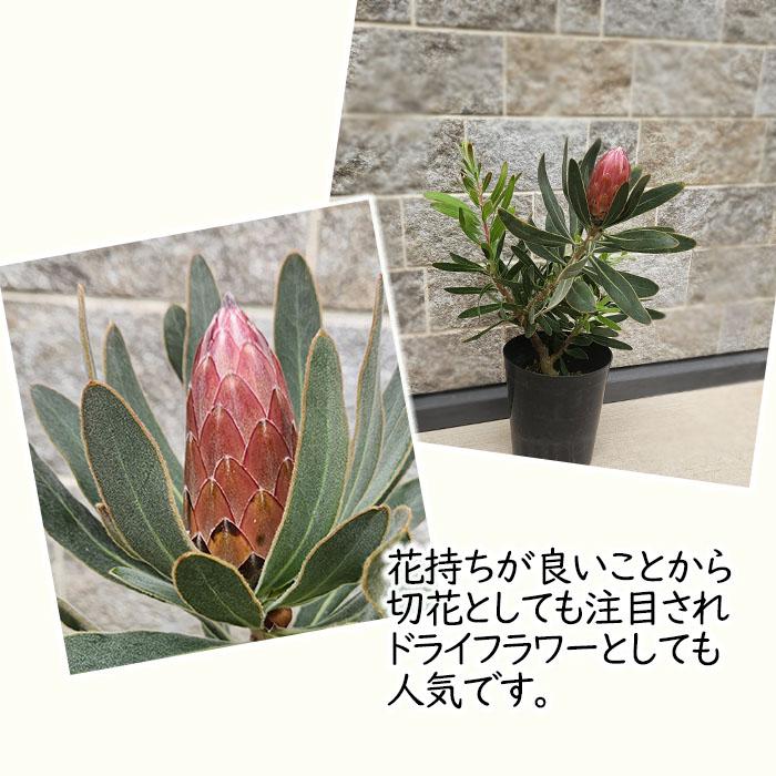 引き取り限定 プロテア スペシャルピンクアイス（バンクシア