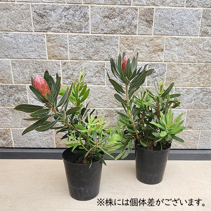 日本花キ流通 プロテア スペシャル ピンクアイス 6号鉢 送料無料