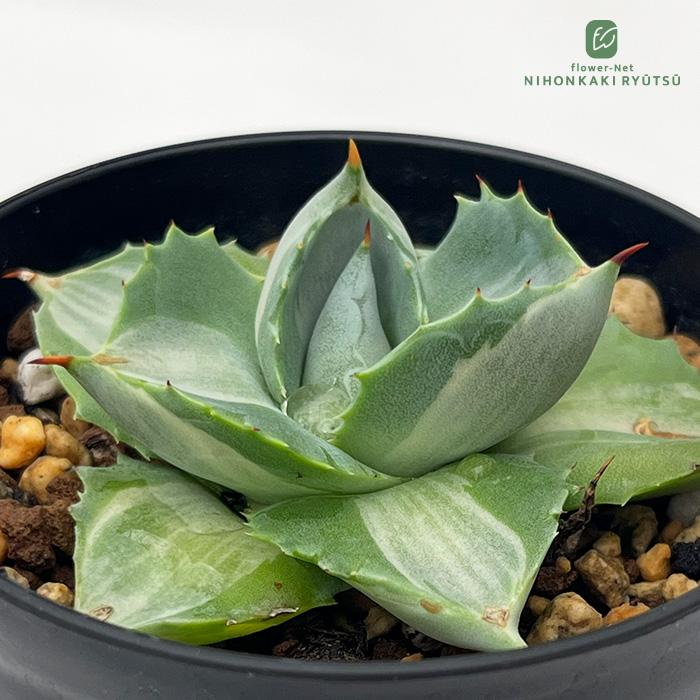 日本花キ流通 多肉植物 caアガベ 王妃雷神 多肉植物 ポタトラム 斑入り