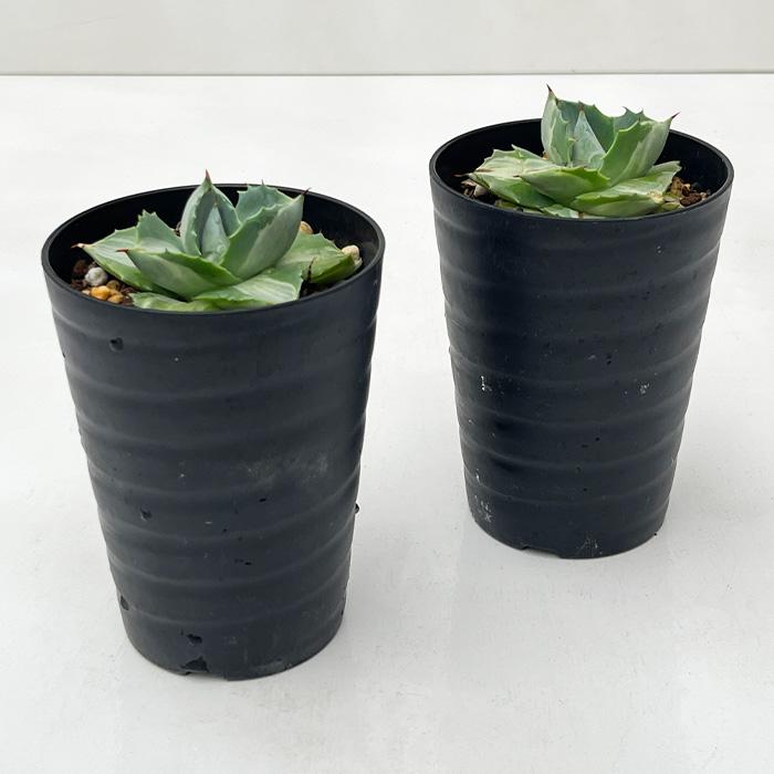 日本花キ流通 多肉植物 caアガベ 王妃雷神 多肉植物 ポタトラム 斑入り