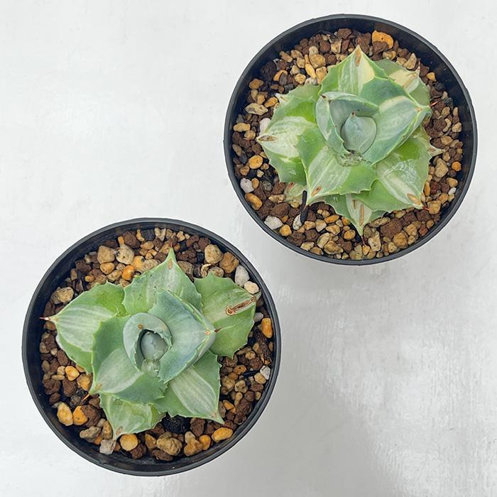 日本花キ流通 多肉植物 caアガベ 王妃雷神 多肉植物 ポタトラム 斑入り
