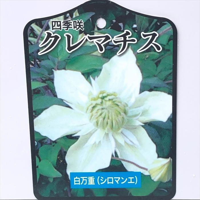 クレマチス苗 予約販売 クレマチス 苗 白万重 原種系 2年生苗 10.5cmポット yok 3月