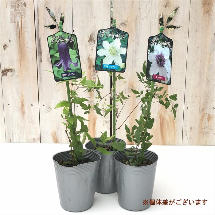 予約販売 クレマチス 苗 白万重 原種系 2年生苗 10.5cmポット yok 3月