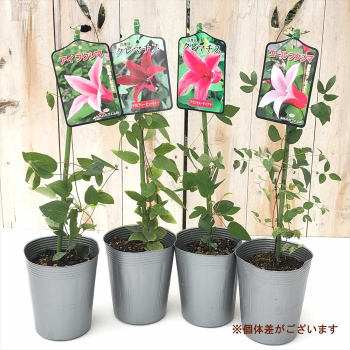 予約販売 クレマチス 苗 アイフクシマ テキセンシス系 登録品種 2年生
