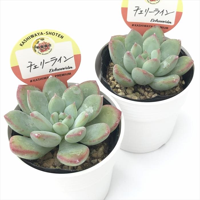 多肉植物 kswエケベリア チェリーライン 柏屋商店さん苗 エケベリア