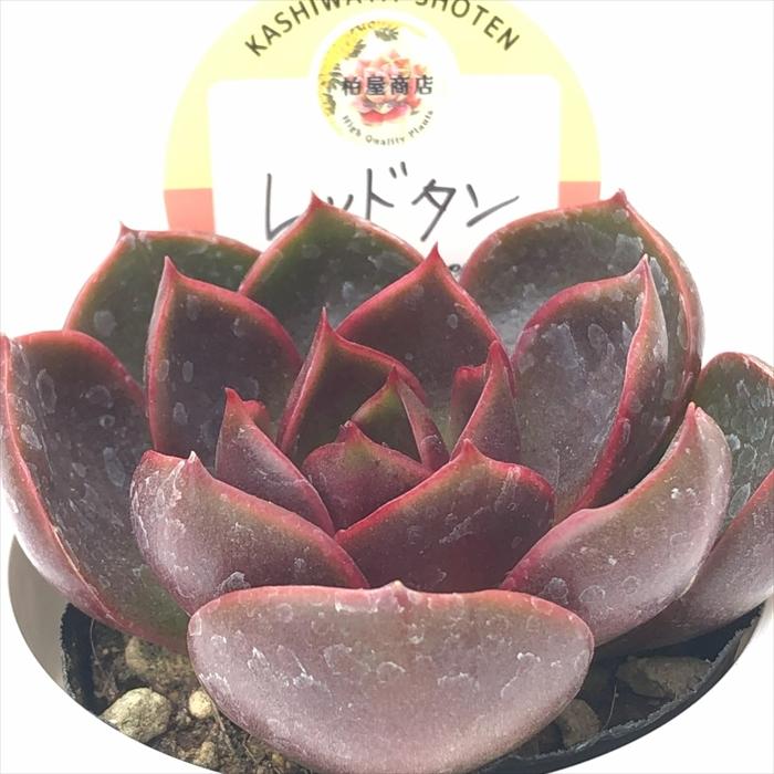 多肉植物 kswエケベリア レッドタン 柏屋商店さん苗 エケベリア 6cm