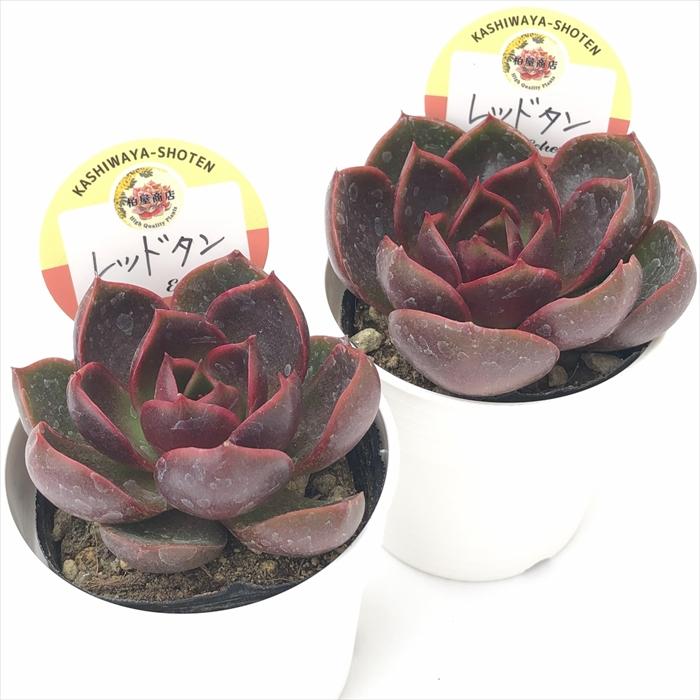 多肉植物 kswエケベリア レッドタン 柏屋商店さん苗 エケベリア 6cm