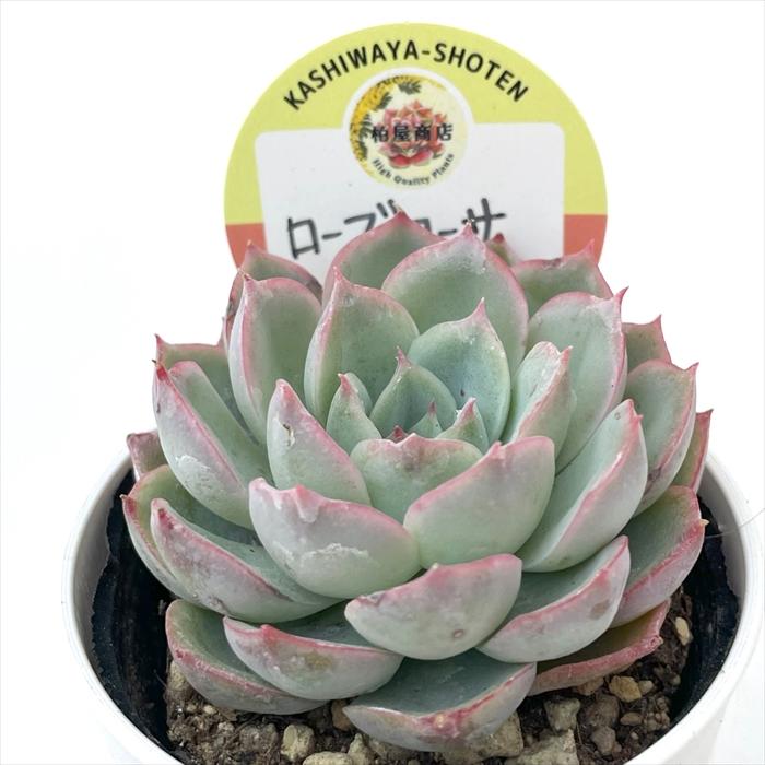 多肉植物 kswエケベリア ローズローサ 柏屋商店さん苗 エケベリア 6cm