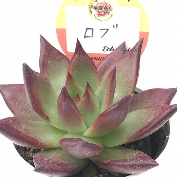 多肉植物 kswエケベリア ロブ 柏屋商店さん苗 エケベリア 6cmポット