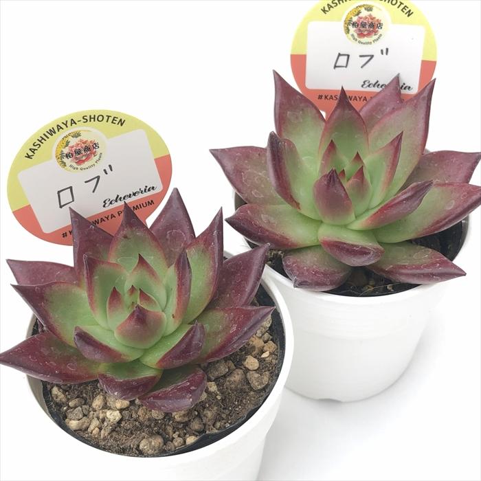多肉植物 kswエケベリア ロブ 柏屋商店さん苗 エケベリア 6cmポット