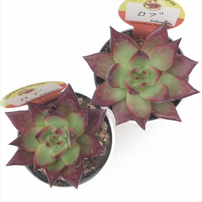 多肉植物 kswエケベリア ロブ 柏屋商店さん苗 エケベリア 6cmポット