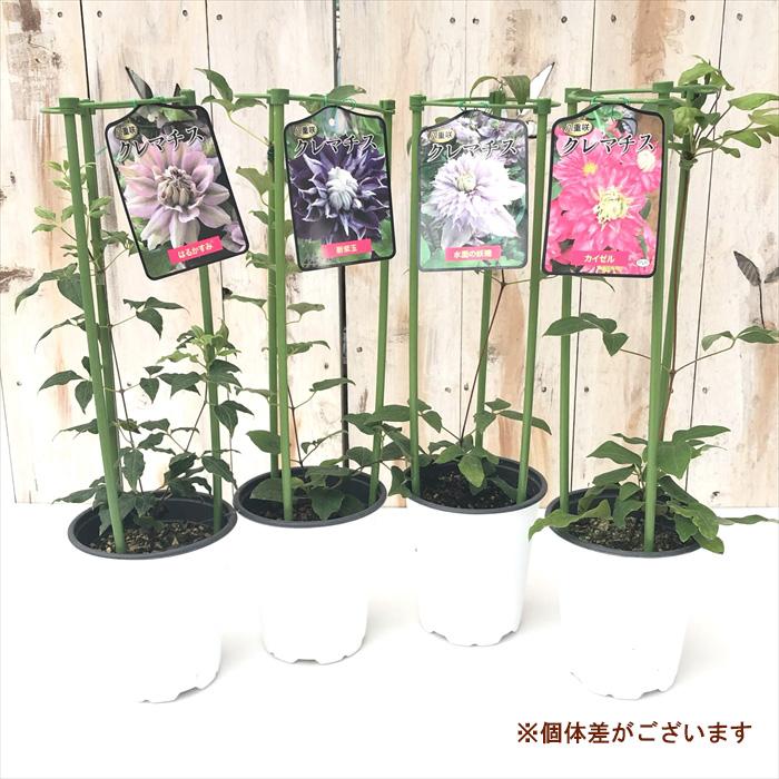 予約販売 クレマチス 苗 カイゼル パテンス系 登録品種 2年生苗 12cm
