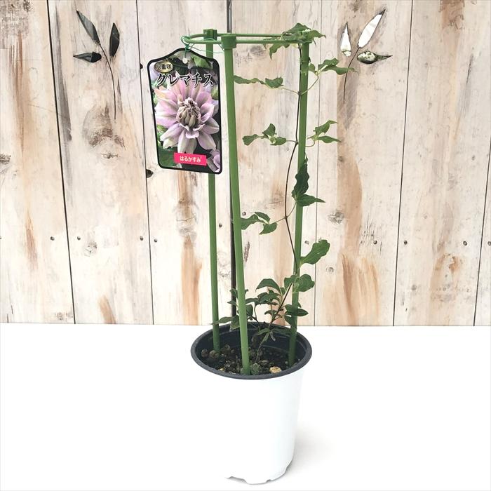 ✿クレマチス最新品種　小苗✿ クレマチス 