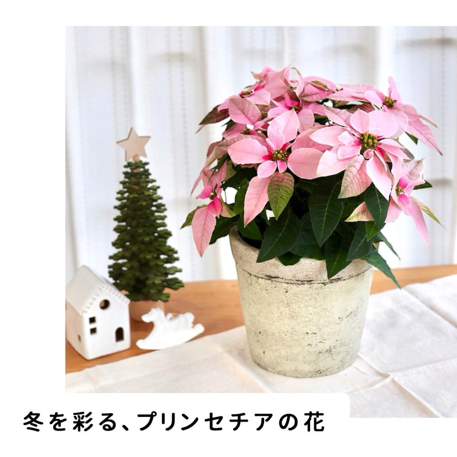 日本花キ流通 プリンセチア ピンクホワイト 5号鉢 送料無料 ラッピング