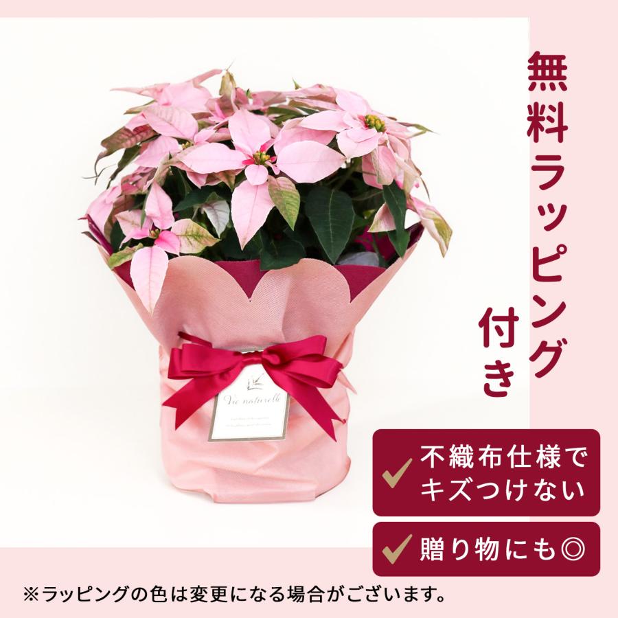 日本花キ流通 プリンセチア ピンクホワイト 5号鉢 送料無料 ラッピング
