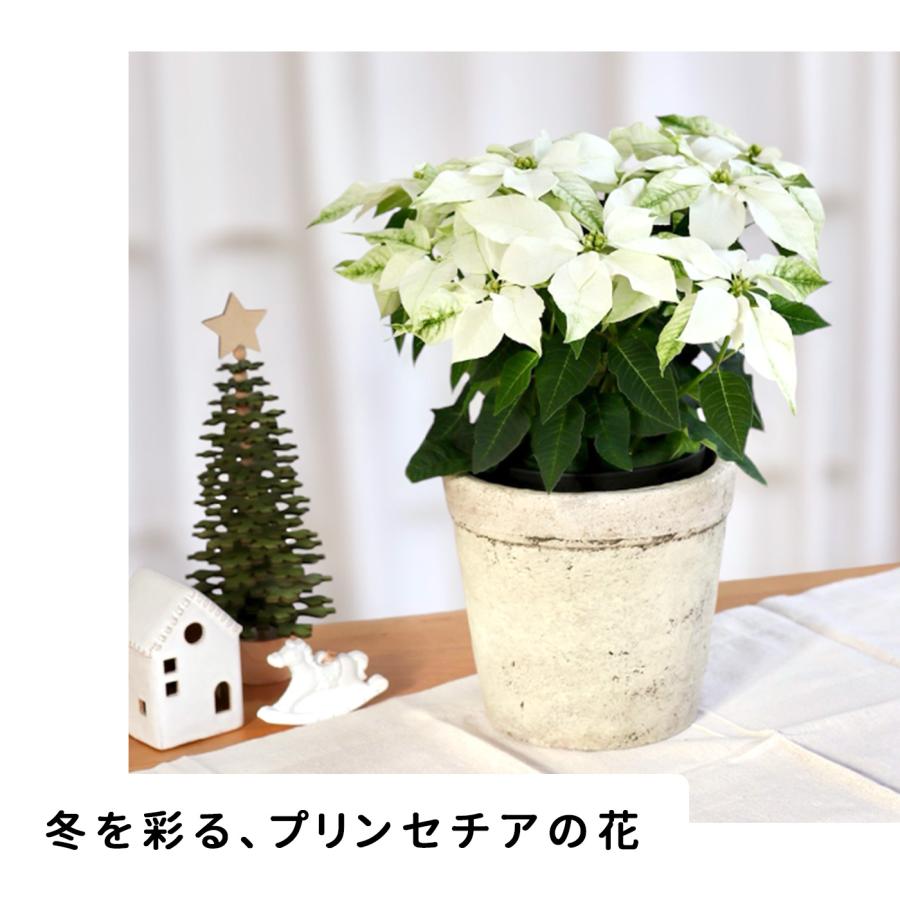 日本花キ流通 予約販売 プリンセチア ピュアホワイト 5号鉢 送料無料