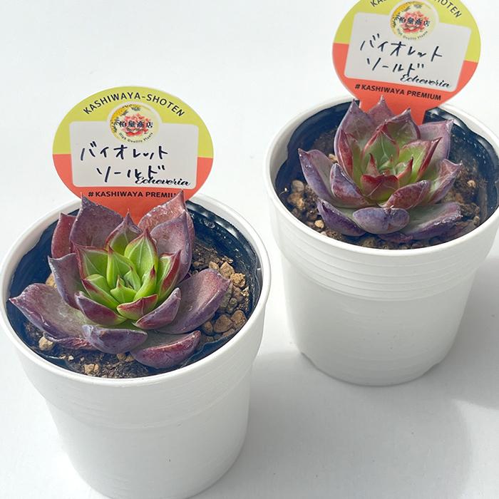 多肉植物 kswエケベリア バイオレットソールド 柏屋商店さん苗 多肉植物 kswエケベリア バイオレットソールド 柏屋商店さん苗