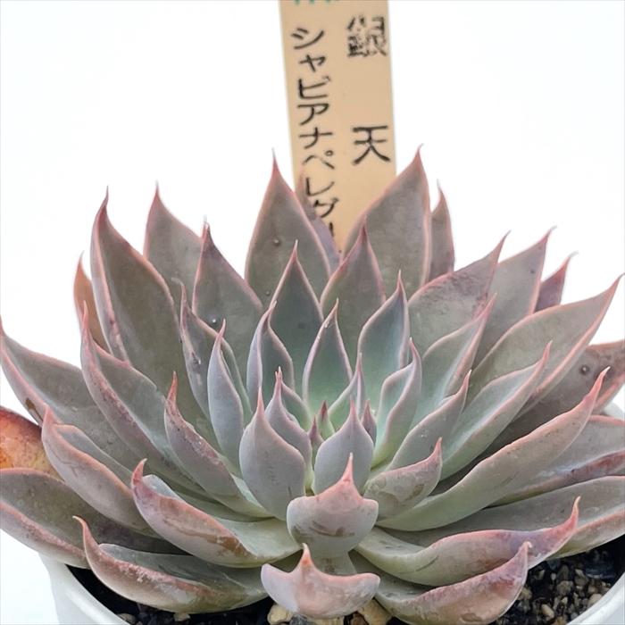 銀天女×シャビアナ グリーン 実生苗 多肉植物 エケベリア 3 nao苗 銀天女xシャビアナペレグリナ 現物商品 - 多肉植物 人気の多肉