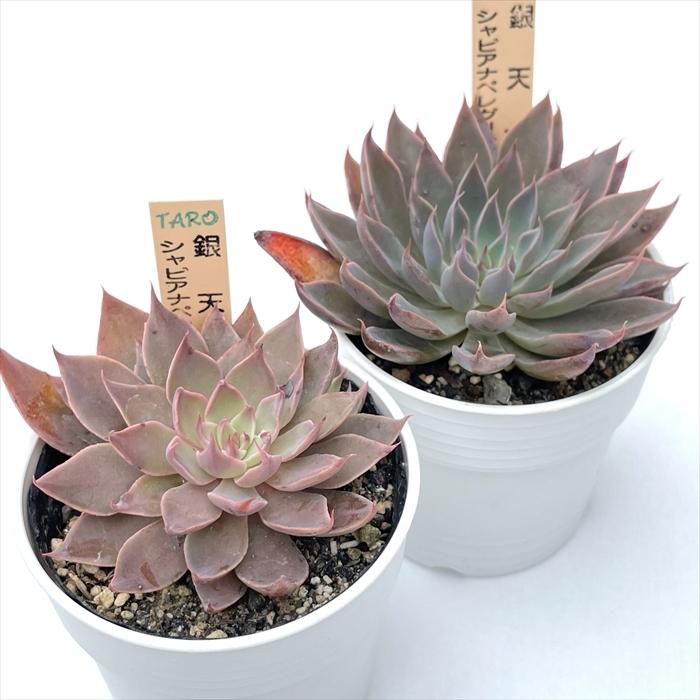 多肉植物 サボテンTAROグラプトベリア 銀天女×シャビアナペレグリナ