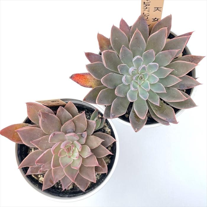 銀天女×シャビアナ グリーン 実生苗 多肉植物 エケベリア 3 シャビアナグリーン【多肉】ヒラヒラした上品な姿！エケベリア属