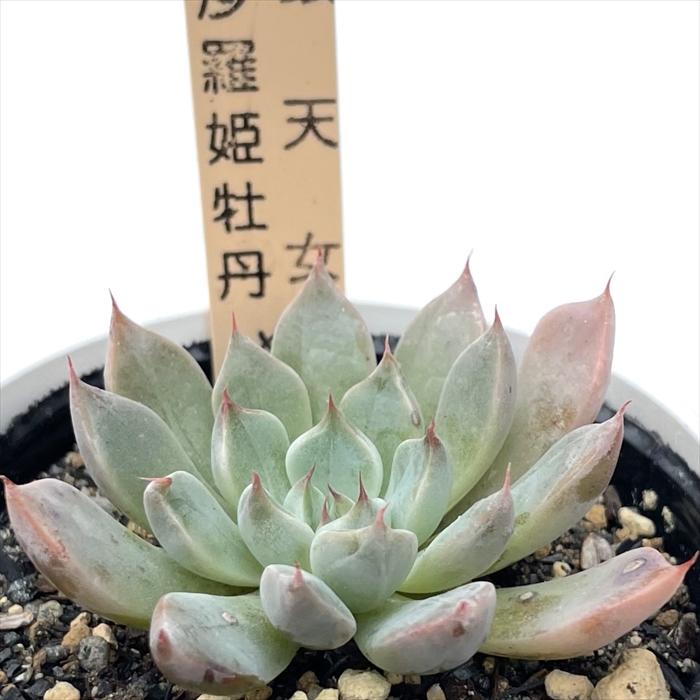 多肉植物 サボテンTAROグラプトベリア 銀天女×沙羅姫牡丹