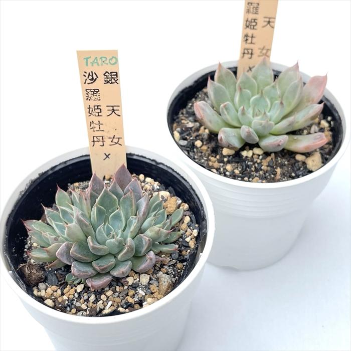 多肉植物 サボテンTAROグラプトベリア 銀天女×沙羅姫牡丹