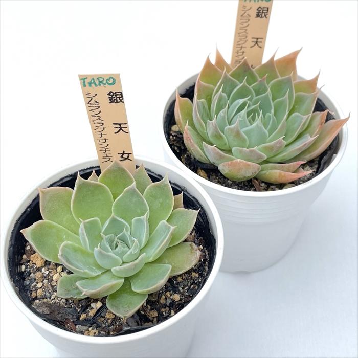 多肉植物 サボテンTAROグラプトベリア 銀天女×シムランスラグナ