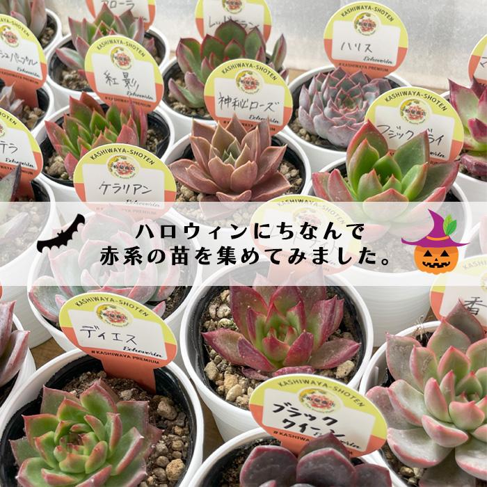 多肉植物 kswエケベリア 柏屋商店さん苗5個セット ハロウィン限定 福袋