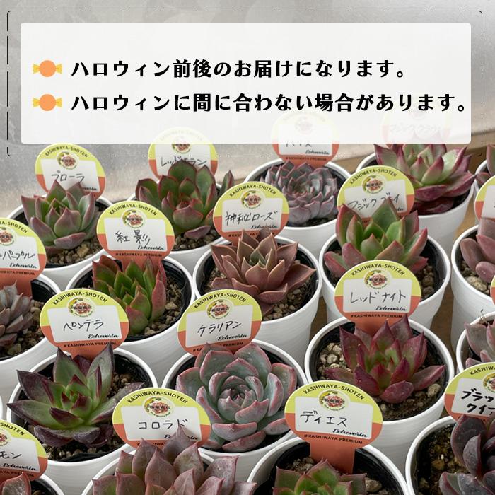 多肉植物 kswエケベリア 柏屋商店さん苗5個セット ハロウィン限定 福袋