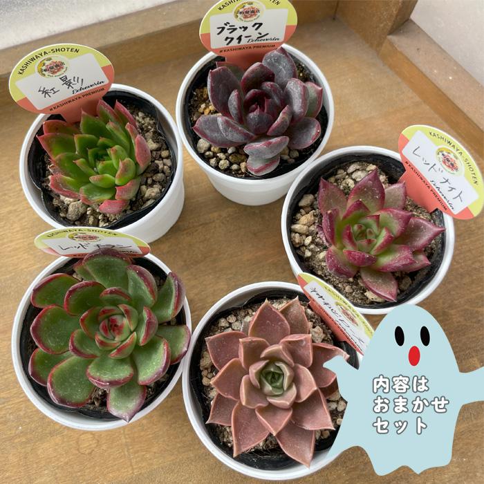①多肉植物エケベリア5種セット 多肉植物 kswエケベリア 柏屋商店さん苗5個セット ハロウィン限定 福袋